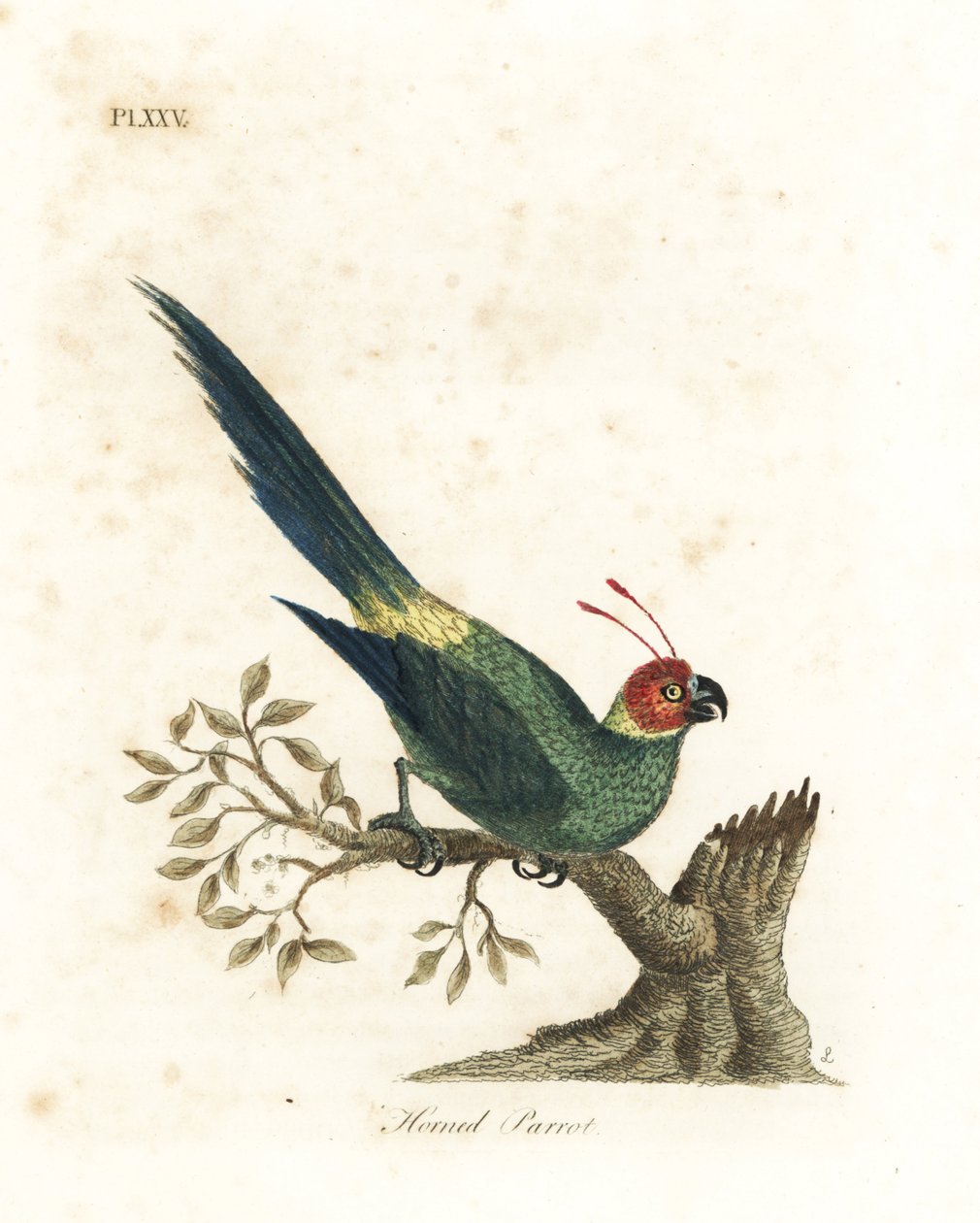 Periquito com chifres, Eunymphicus cornutus. Vulnerável (Papagaio com chifres, Psittacus bisetis.) Placa de cobre colorida à mão desenhada e gravada por John Latham de seu próprio A General History of Birds, Winchester de John Latham