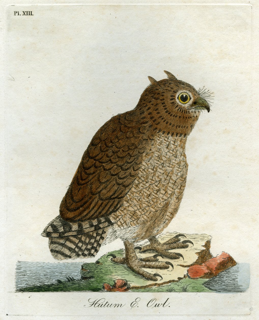 Coruja de Hutum, 1821 (gravura com a mão) de John Latham
