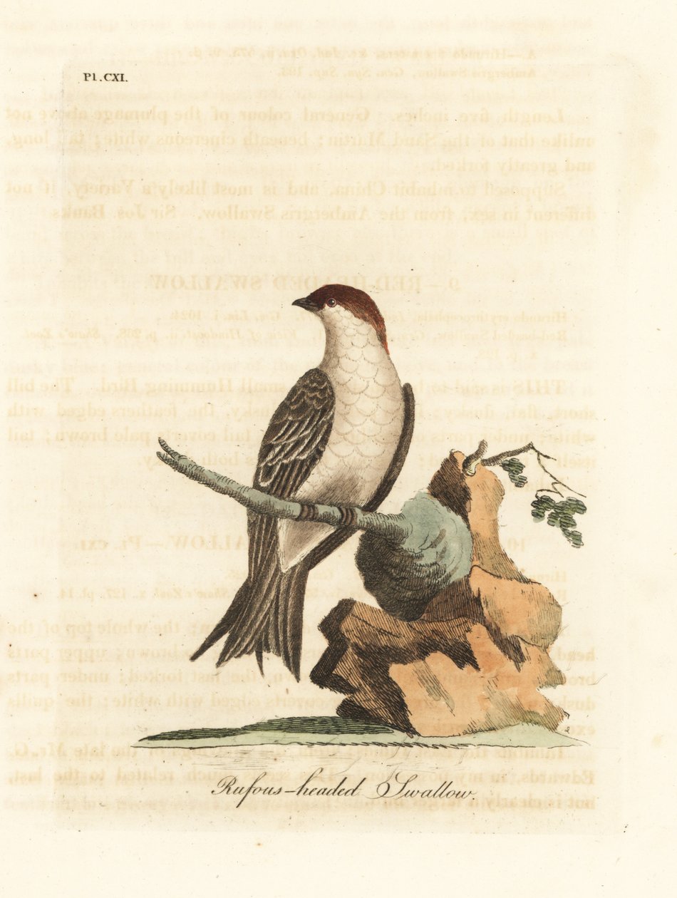 Andorinha indiana do penhasco, Petrochelidon fluvicola. (Andorinha com cabeça de Rufos, Hirundo indica.) Placa de cobre colorida à mão desenhada e gravada por John Latham de seu próprio A General History of Birds, Winchester de John Latham