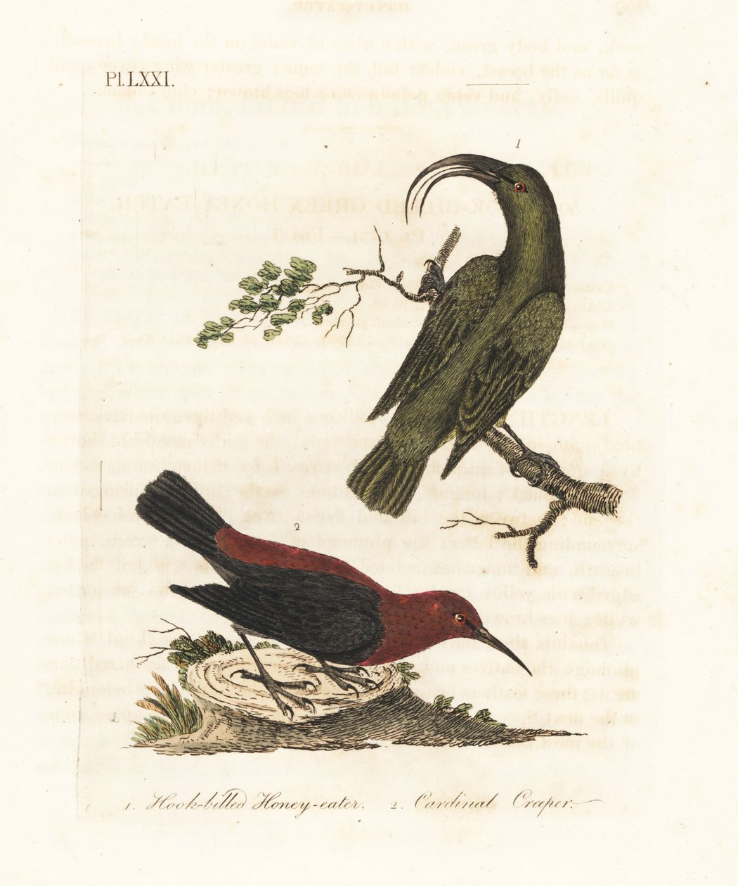 Menor akialoa, Hemignathus obscurus (extinto) e cardinal myzomela, Myzomela cardinalis. (Comedor de mel verde de bico de anzol, Certhia obscura, nativa do Havaí, e comedor de mel cardinal, Certhia cardinalis, nativo de Tanna, Vanuatu.) Placa de cobre color de John Latham