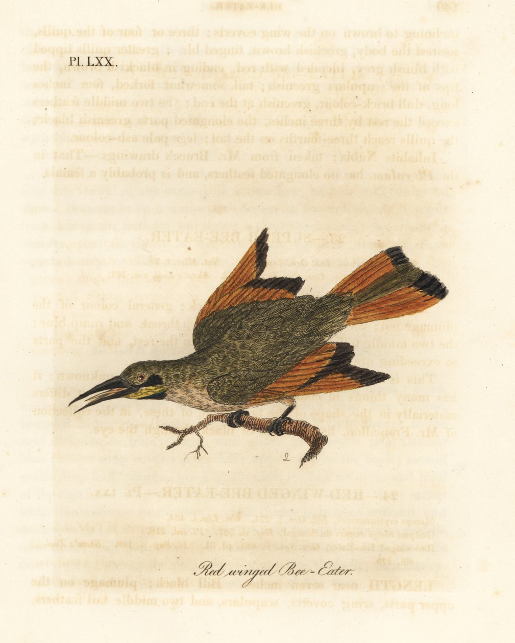 Abelharuco, Merops pusillus (Abelharuco-de-asa-vermelha, Merops erythropterus). África. Placa de cobre colorida à mão desenhada e gravada por John Latham de sua própria A General History of Birds, Winchester de John Latham