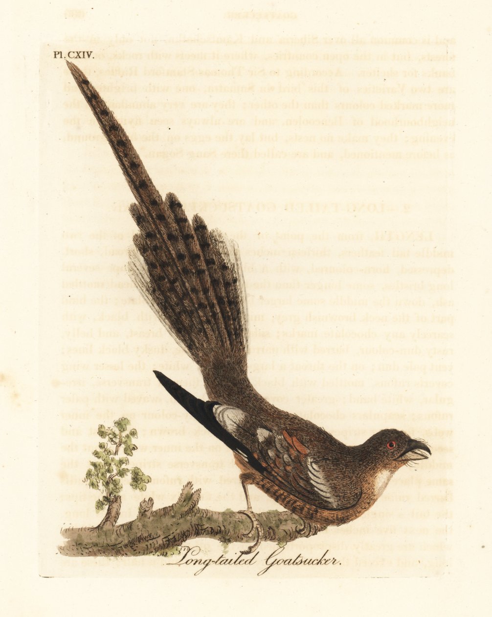 Noitibó de cauda longa, Caprimulgus climacurus (cabra-cabra de cauda longa). Placa de cobre colorida à mão desenhada e gravada por John Latham de sua própria A General History of Birds, Winchester de John Latham