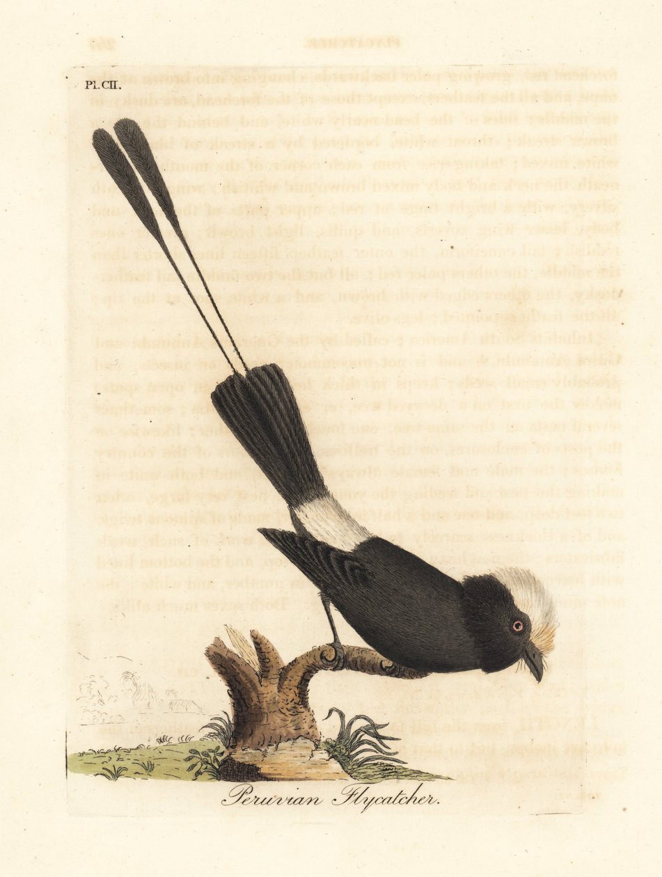 Tirano de cauda longa, Colonia colonus (caça-moscas peruano, Le Colon). Placa de cobre colorida à mão desenhada e gravada por John Latham de sua própria A General History of Birds, Winchester de John Latham