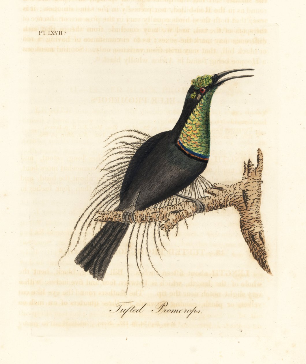 Riflebird magnífico, Ptiloris magnificus (promerops tufado). Desenhado de um espécime no Museu de Bullock. Placa de cobre colorida à mão desenhada e gravada por John Latham de sua própria A General History of Birds, Winchester de John Latham