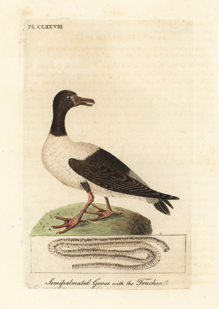Ganso pega, semipalmata Anseranas e detalhe anatômico de sua traqueia. (Pato semipalmado, Anas semipalmatus.) Placa de cobre colorida à mão desenhada e gravada por John Latham de seu próprio A General History of Birds, Winchester de John Latham