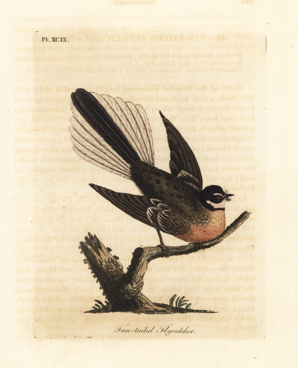 Nova Zelândia Fantail, Rhipidura fuliginosa (caça-moscas de cauda de leque). Placa de cobre colorida à mão desenhada e gravada por John Latham de sua própria A General History of Birds, Winchester de John Latham