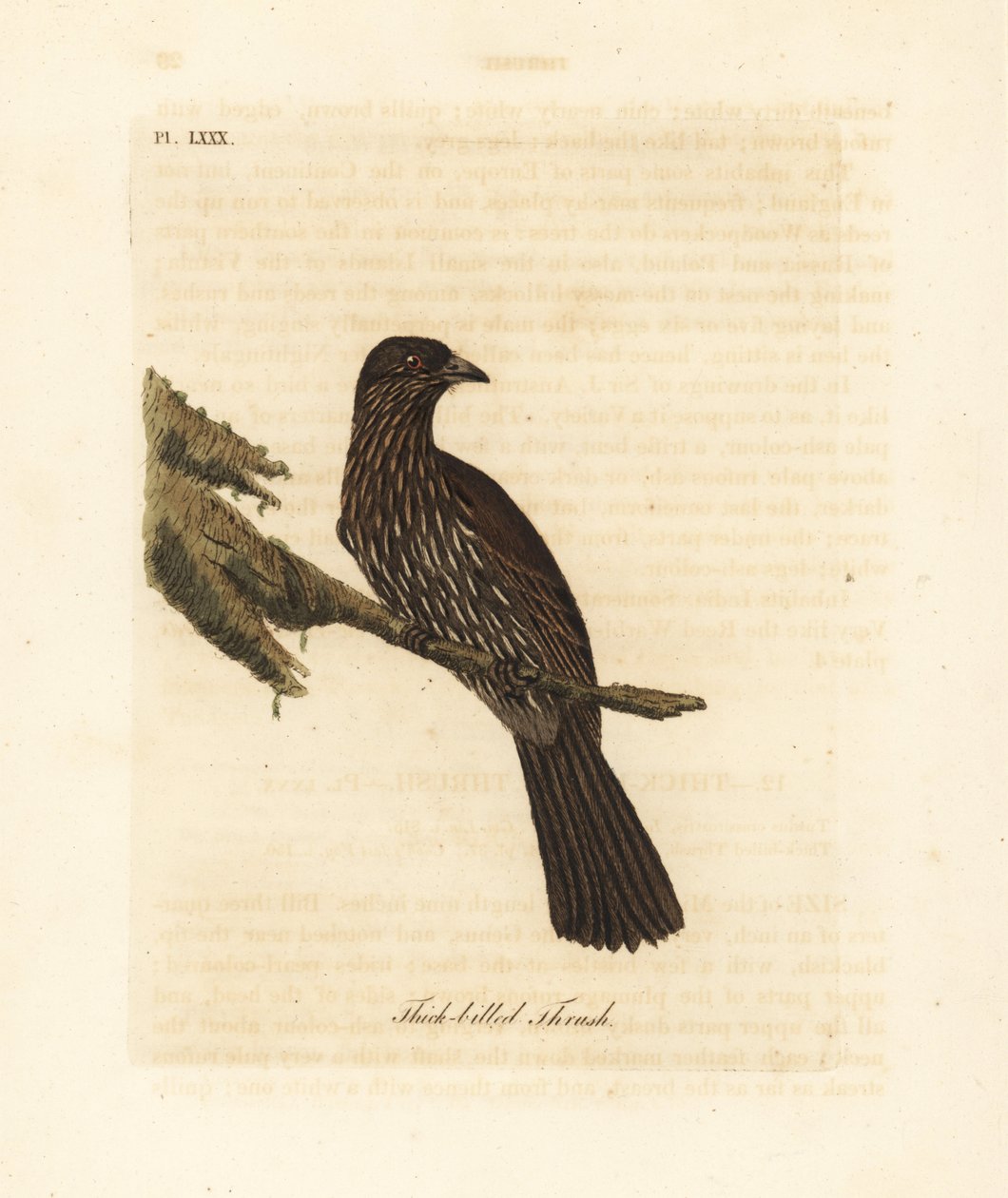 Piopio da Ilha Sul da Nova Zelândia, Turnagra capensis. Extinto. (Tordo-de-bico grosso, Turdus crassirostris.) Placa de cobre colorida à mão desenhada e gravada por John Latham de seu próprio A General History of Birds, Winchester de John Latham