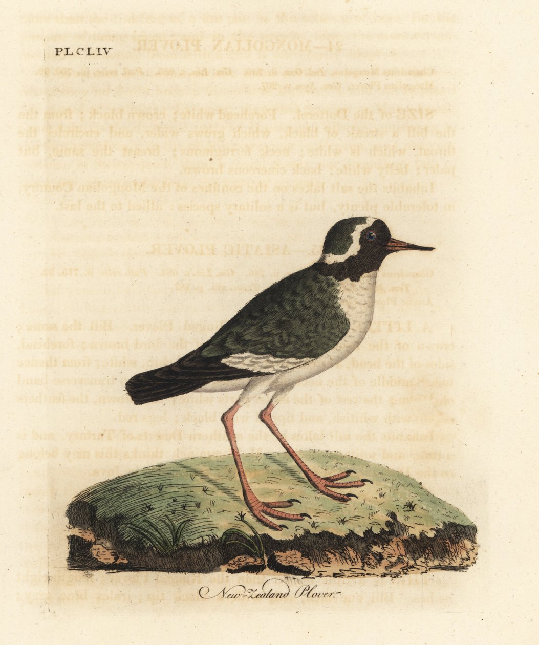Tarambola da Nova Zelândia, Charadrius obscuro (Charadrius novae Zealandiae). Ameaçadas de extinção. Placa de cobre colorida à mão desenhada e gravada por John Latham de sua própria A General History of Birds, Winchester de John Latham