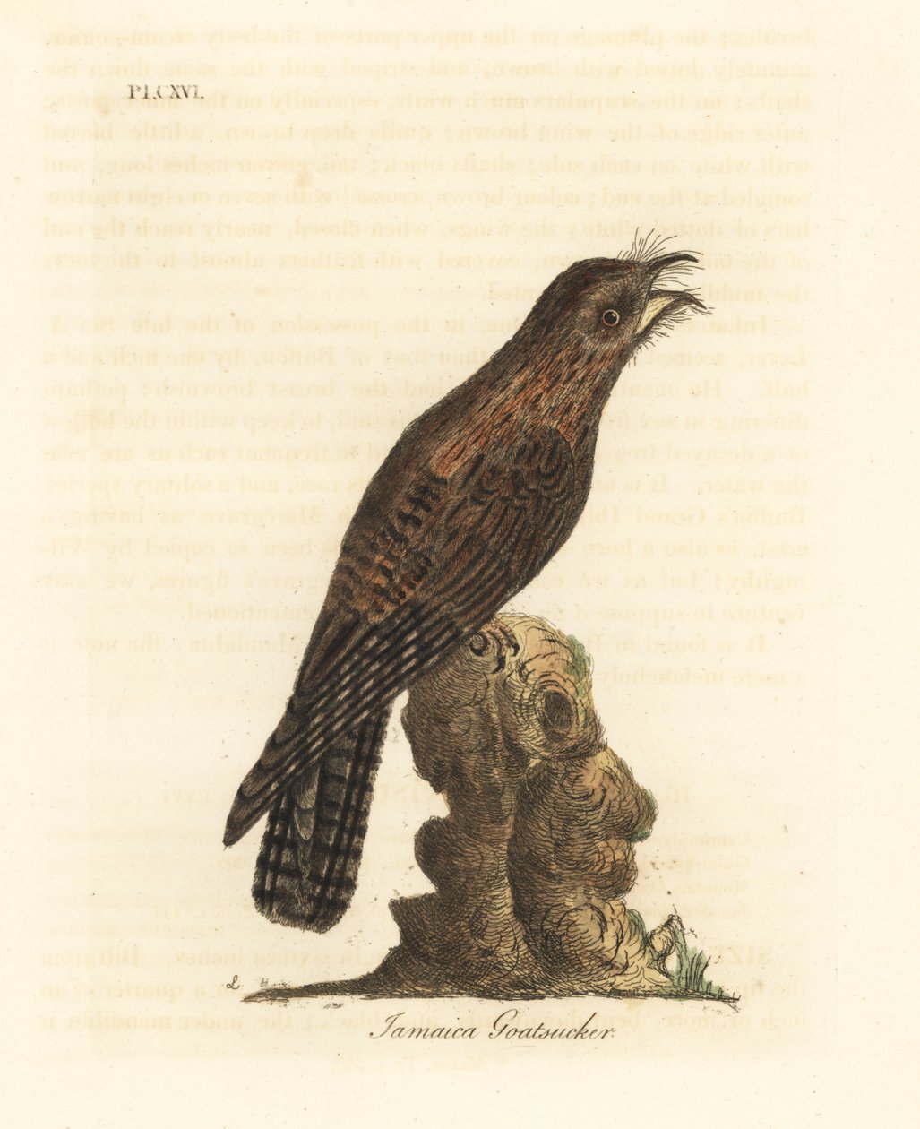 Potoo do norte, Nyctibius jamaicensis (cabra jamaicana, Caprimulgus jamaicensis). Placa de cobre colorida à mão desenhada e gravada por John Latham de sua própria A General History of Birds, Winchester de John Latham