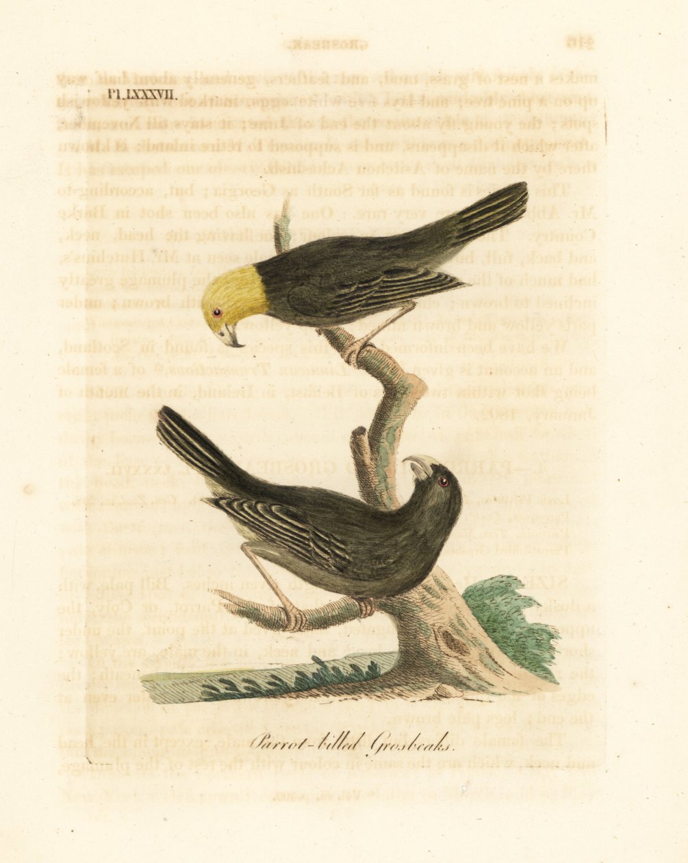 Ou, Psittirostra psittacea, macho (topo) e fêmea. Criticamente em perigo, possivelmente extinto. (bico de bico de papagaio, Loxia psittacea). Placa de cobre colorida à mão desenhada e gravada por John Latham de sua própria A General History of Birds, Winch de John Latham