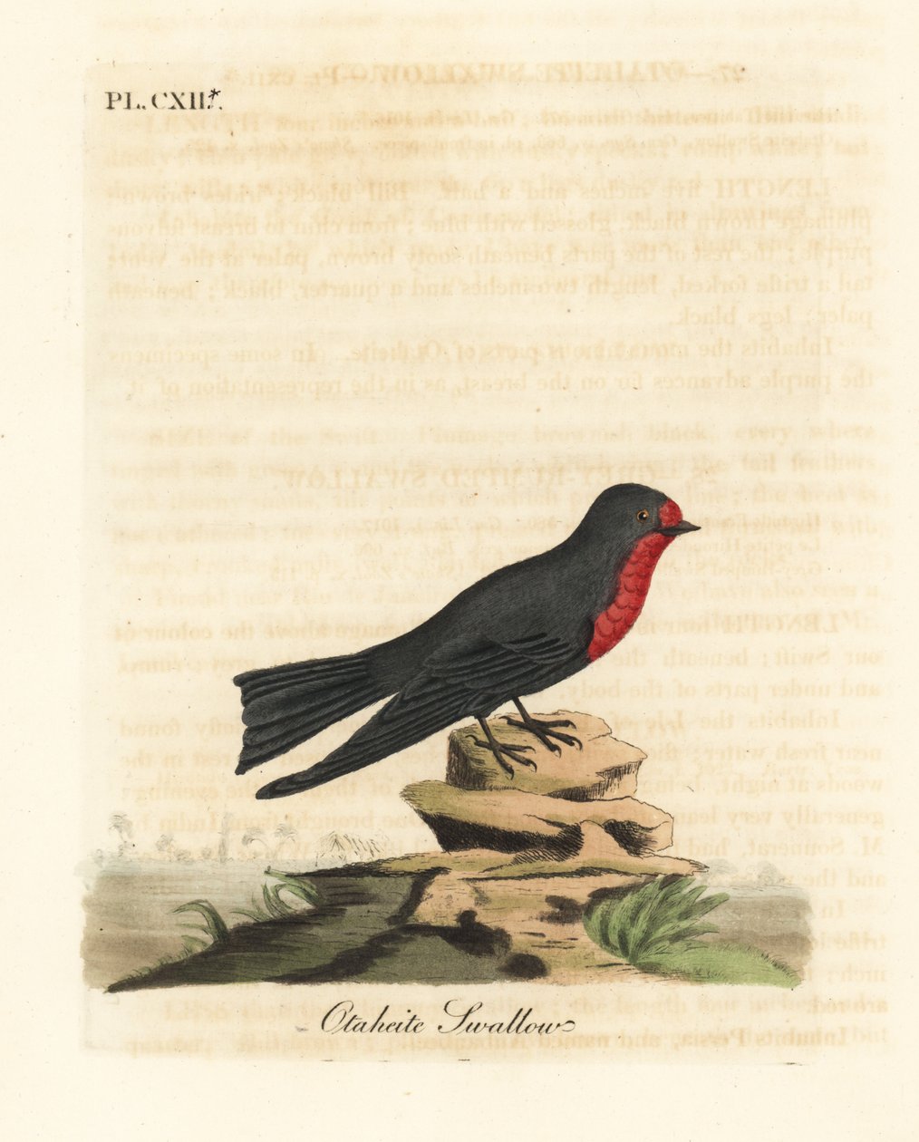 Andorinha do Pacífico, Hirundo tahitica (Andorinha Otaheite, Hirundo tahitiae). Placa de cobre colorida à mão desenhada e gravada por John Latham de sua própria A General History of Birds, Winchester de John Latham