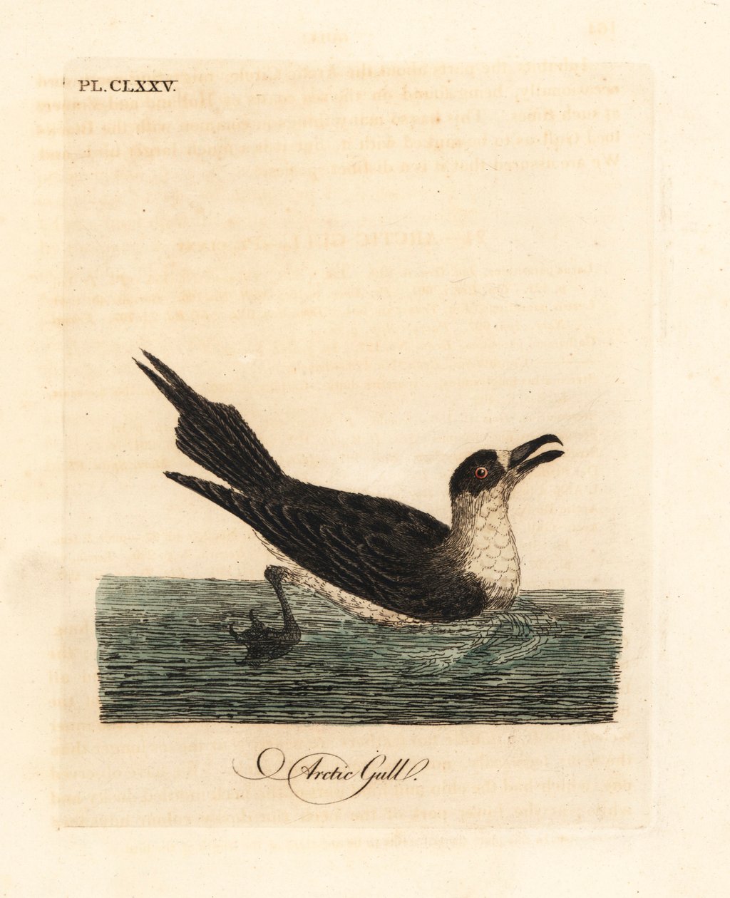 Jaeger parasita, skua ártico ou skua parasita, Stercorarius parasiticus (gaivota do Ártico, Larus parasiticus). Placa de cobre colorida à mão desenhada e gravada por John Latham de sua própria A General History of Birds, Winchester de John Latham