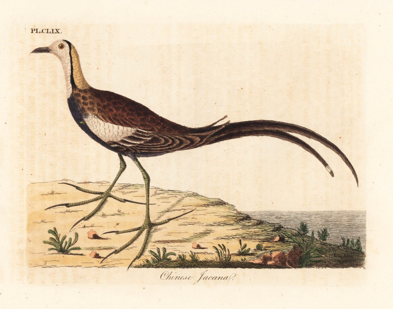 Jacana de cauda de faisão, Hydrophasianus surgus (jacana chinês, Parra sinensis). Placa de cobre colorida à mão desenhada e gravada por John Latham de sua própria A General History of Birds, Winchester de John Latham