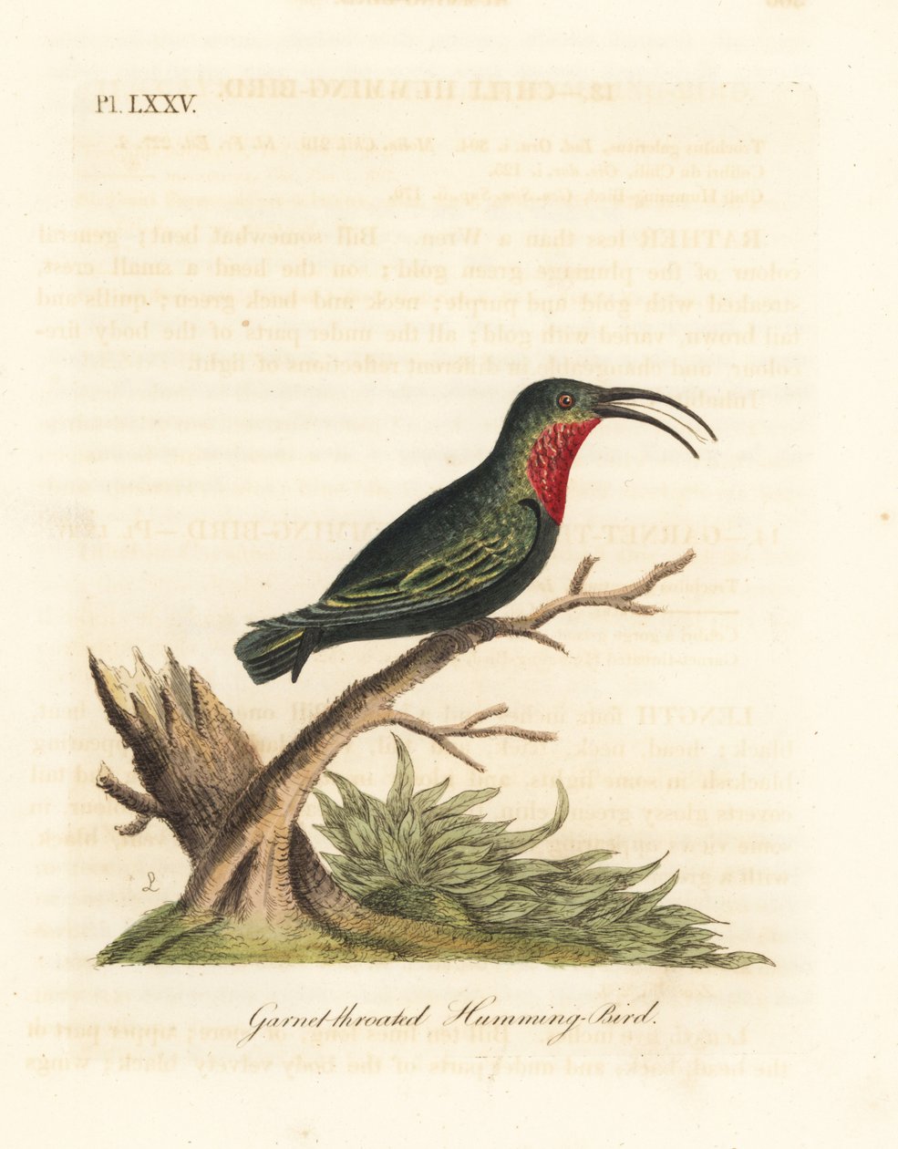 Carib-de-garganta-púrpura, Eulampis jugularis (Beija-flor-de-garnet-garnet, Trochilus granatinus). Placa de cobre colorida à mão desenhada e gravada por John Latham de sua própria A General History of Birds, Winchester de John Latham