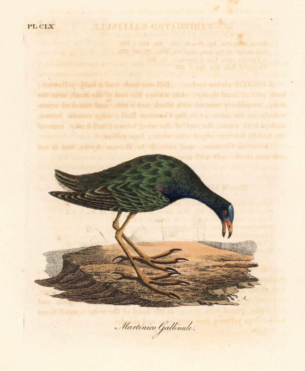 Galínula roxa, Porphyrio martinicus (Martinico gallinule, Gallinula martinica). Placa de cobre colorida à mão desenhada e gravada por John Latham de sua própria A General History of Birds, Winchester de John Latham