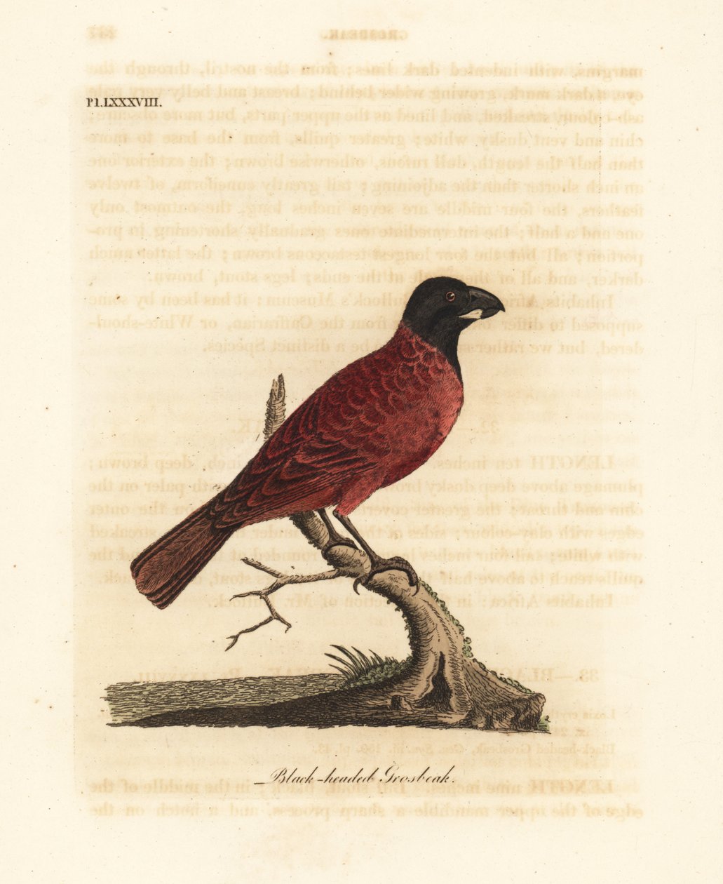 Bicudo vermelho e preto, Periporphyrus erythromelas. Quase ameaçada. (Grosbeak-de-cabeça-preta, Loxia erythromelas.) Placa de cobre colorida à mão desenhada e gravada por John Latham de seu próprio A General History of Birds, Winchester de John Latham