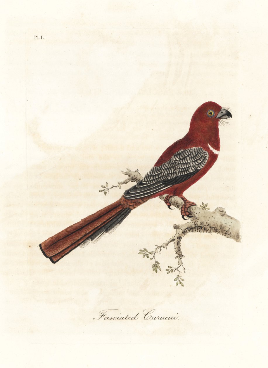 Trogon ruivo, Harpactes erythrocephalus (curucui fasciado, Trogon fasciatus). Placa de cobre colorida à mão desenhada e gravada por John Latham de sua própria A General History of Birds, Winchester de John Latham