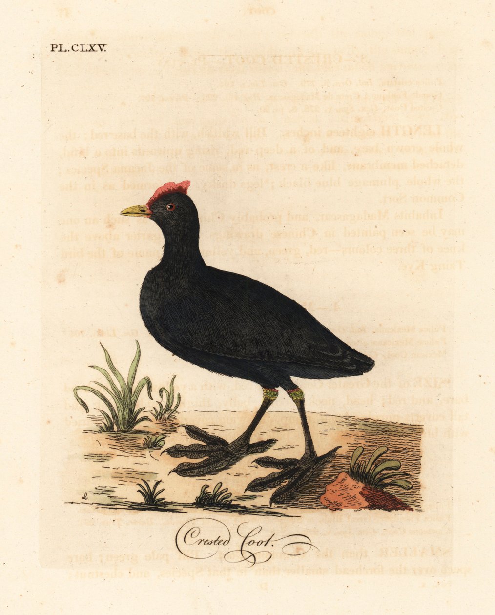Galeirão-de-botão-vermelho ou galeirão-de-crista, Fulica cristata. Placa de cobre colorida à mão desenhada e gravada por John Latham de sua própria A General History of Birds, Winchester de John Latham
