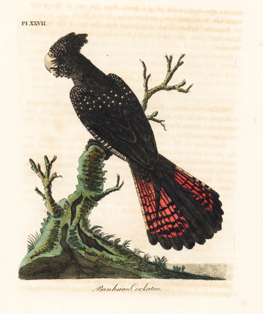 Cacatua preta de cauda vermelha, Calyptorhynchus banksii (cacatua de Banksian, Psittacus banksii). Placa de cobre colorida à mão desenhada e gravada por John Latham de sua própria A General History of Birds, Winchester de John Latham