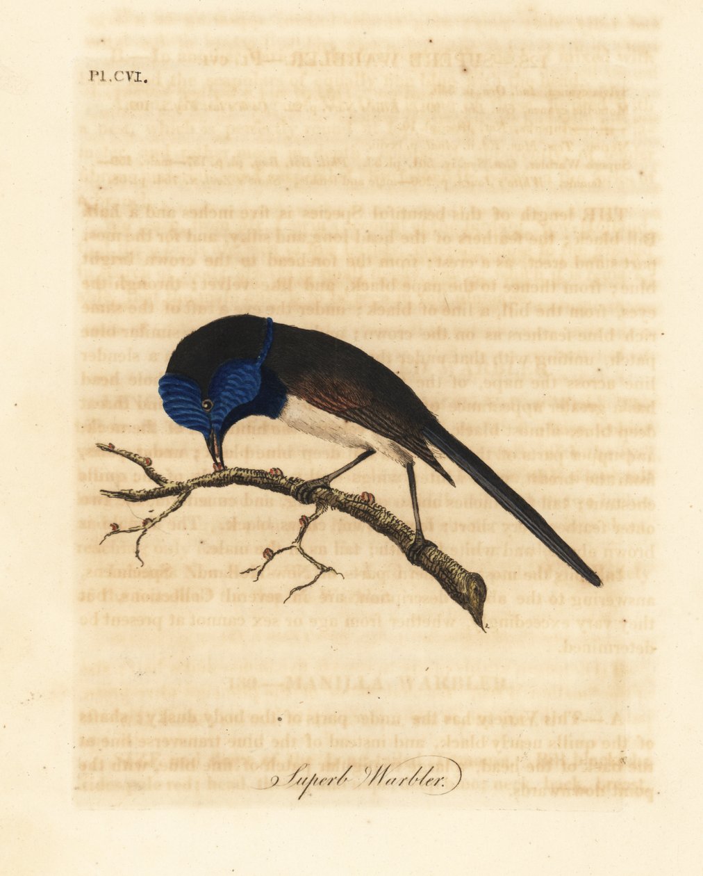 Carriça-de-asa-vermelha, Malurus elegans (Toutinegra soberba, Sylvia cyanea). Placa de cobre colorida à mão desenhada e gravada por John Latham de sua própria A General History of Birds, Winchester de John Latham