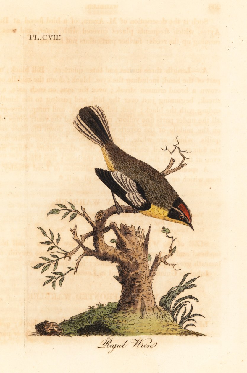 Carriça real. Espécie desconhecida de carriça da América do Sul, chamada de Rei por Azara e encontrada em Buenos Aires. Placa de cobre colorida à mão desenhada e gravada por John Latham de sua própria A General History of Birds, Winchester de John Latham