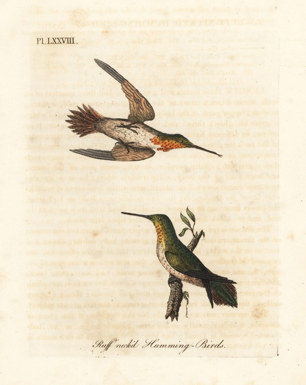 Beija-flor-ruivo, Selasphorus rufus (beija-flor-de-pescoço-ruivo, Trochilus Collaris). Masculino e feminino. Placa de cobre colorida à mão desenhada e gravada por John Latham de sua própria A General History of Birds, Winchester de John Latham