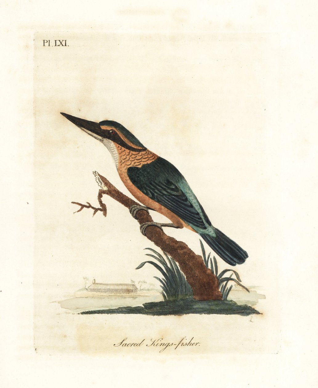 Martim-pescador sagrado, Todiramphus sanctus (Reis-pescador sagrado, Alcedo sacra). Placa de cobre colorida à mão desenhada e gravada por John Latham de sua própria A General History of Birds, Winchester de John Latham