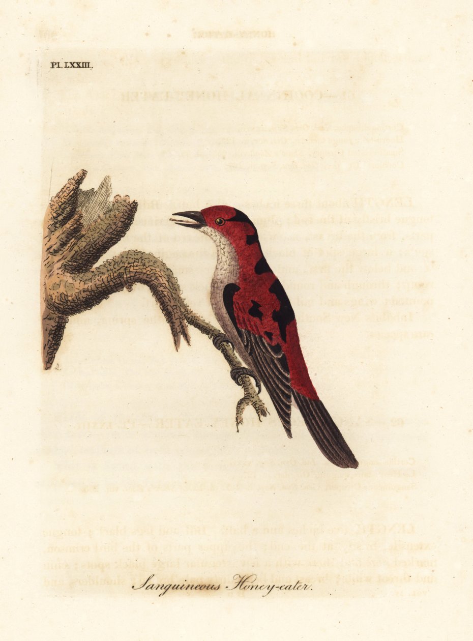 Scarlet myzomela, Myzomela sanguinolenta (comedor de mel sangüíneo, Certhia sanguinolenta). Austrália. Placa de cobre colorida à mão desenhada e gravada por John Latham de sua própria A General History of Birds, Winchester de John Latham