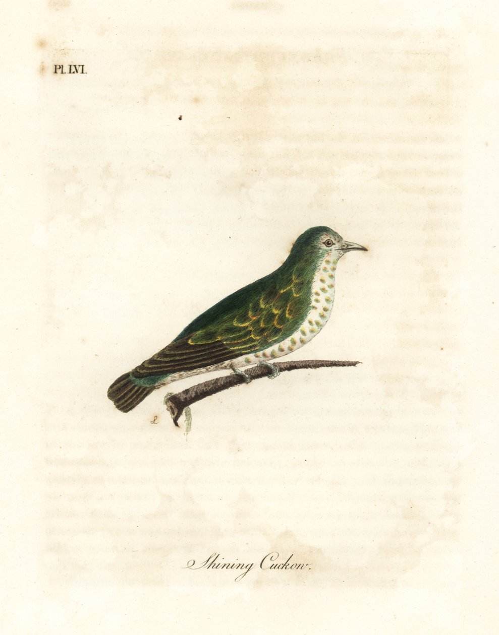 Cuco de bronze brilhante, Chrysococcyx lucidus (cuco brilhante, Cuculus lucidus). Placa de cobre colorida à mão desenhada e gravada por John Latham de sua própria A General History of Birds, Winchester de John Latham
