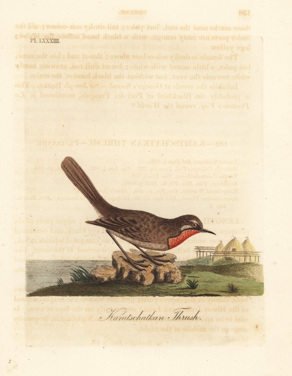 Rubithroat siberiano, Luscinia calliope (tordo Kamschatkan, Turdus calliope). Placa de cobre colorida à mão desenhada e gravada por John Latham de sua própria A General History of Birds, Winchester de John Latham