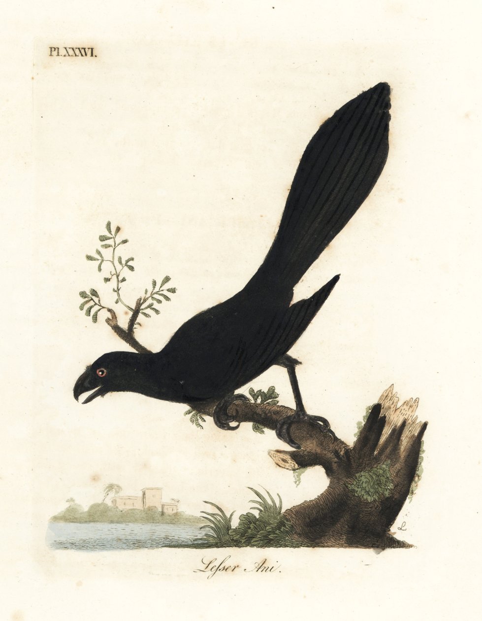 Ani de bico liso ou ani menor, Crotophaga ani. Placa de cobre colorida à mão desenhada e gravada por John Latham de sua própria A General History of Birds, Winchester de John Latham