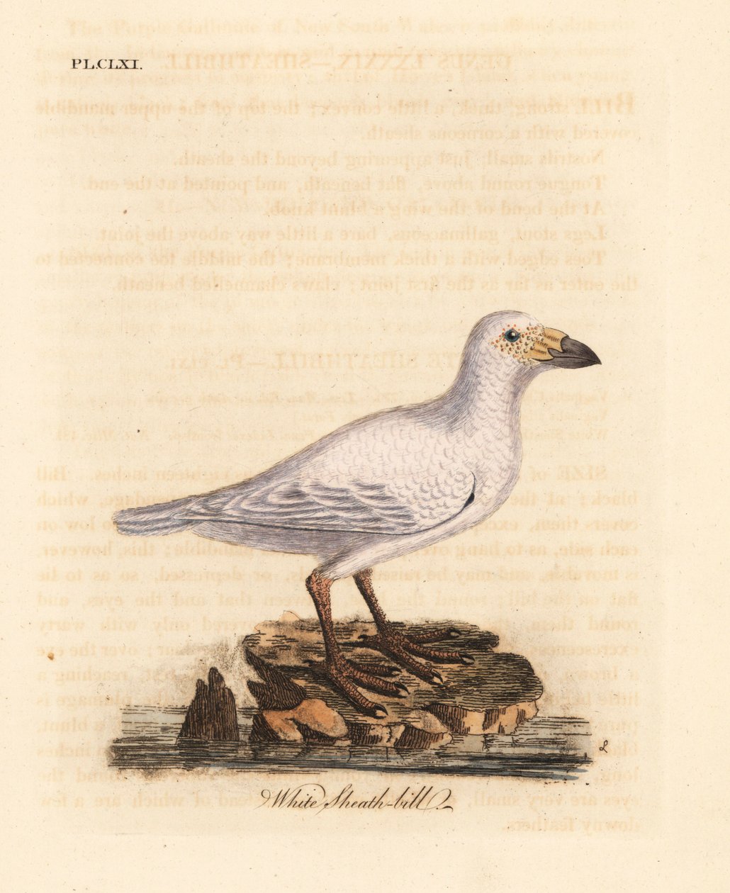 Bico de bainha nevado, Chionis albus (bico de bainha branco, Vaginalis chionis). Placa de cobre colorida à mão desenhada e gravada por John Latham de sua própria A General History of Birds, Winchester de John Latham