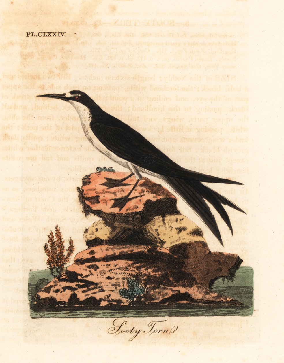 Andorinha-do-mar fuliginosa, Onychoprion fuscatus (Sterna fuliginosa). Placa de cobre colorida à mão desenhada e gravada por John Latham de sua própria A General History of Birds, Winchester de John Latham