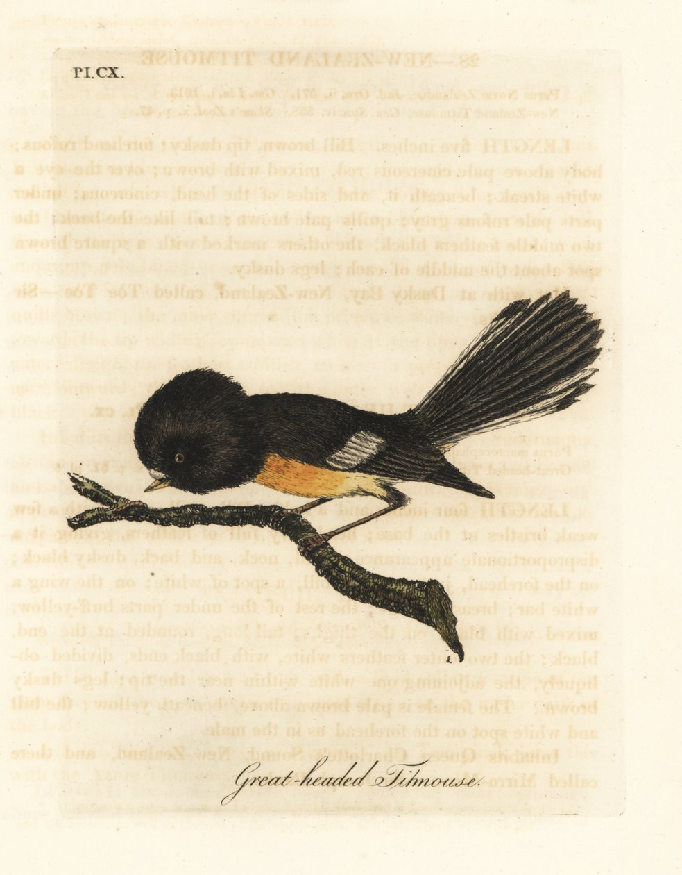 Tomit da Ilha do Sul, Petroica macrocephala macrocephala (chapim-de-cabeça-grande, Parus macrocephalus). Nativo da Nova Zelândia. Placa de cobre colorida à mão desenhada e gravada por John Latham de sua própria A General History of Birds, Winchester de John Latham