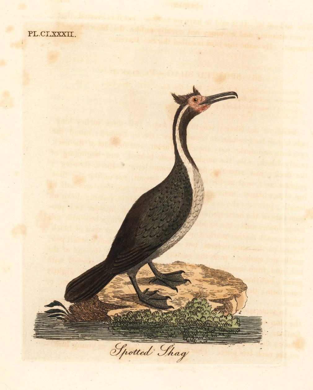 Shag manchado ou parekareka, Phalacrocorax punctatus (Pelecanus punctatus). Placa de cobre colorida à mão desenhada e gravada por John Latham de sua própria A General History of Birds, Winchester de John Latham