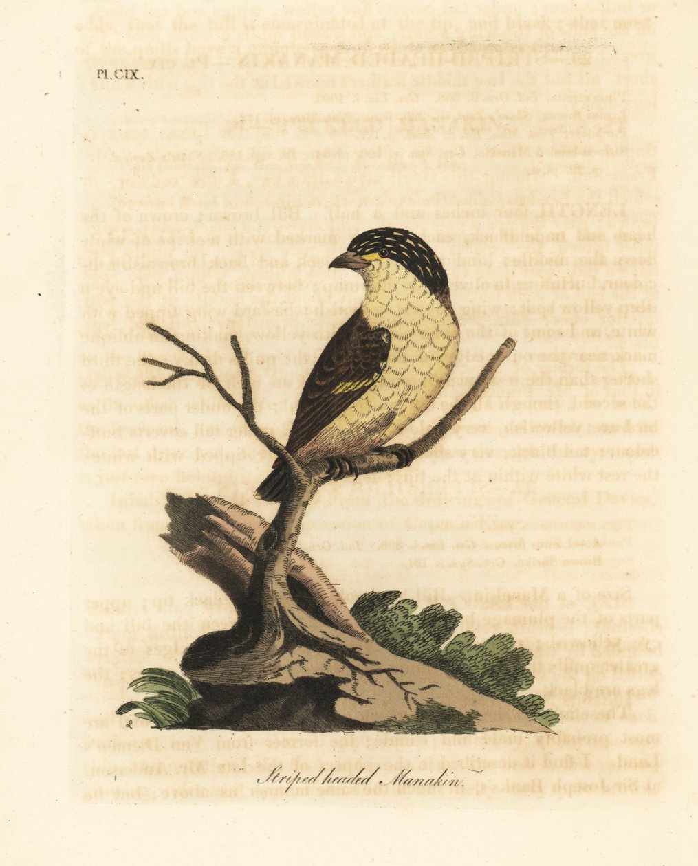 Pardalote estriado, Pardalotus striatus (manakin de cabeça listrada, Pipra striata). Placa de cobre colorida à mão desenhada e gravada por John Latham de sua própria A General History of Birds, Winchester de John Latham