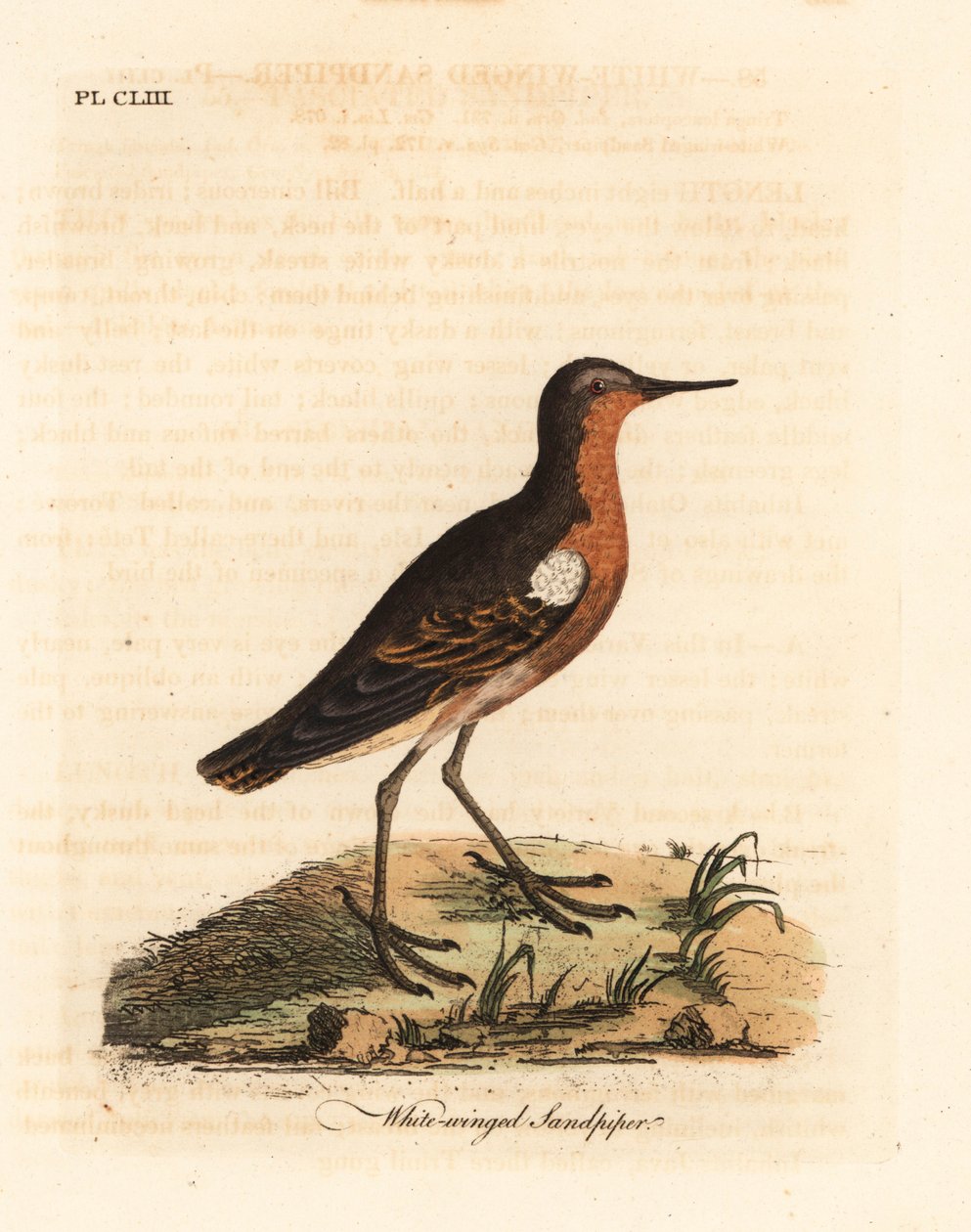 Maçarico do Taiti, Prosobonia leucoptera. Extinto. (Maçarico-de-asa-branca, Tringa leucoptera.) Placa de cobre colorida à mão desenhada e gravada por John Latham de seu próprio A General History of Birds, Winchester de John Latham