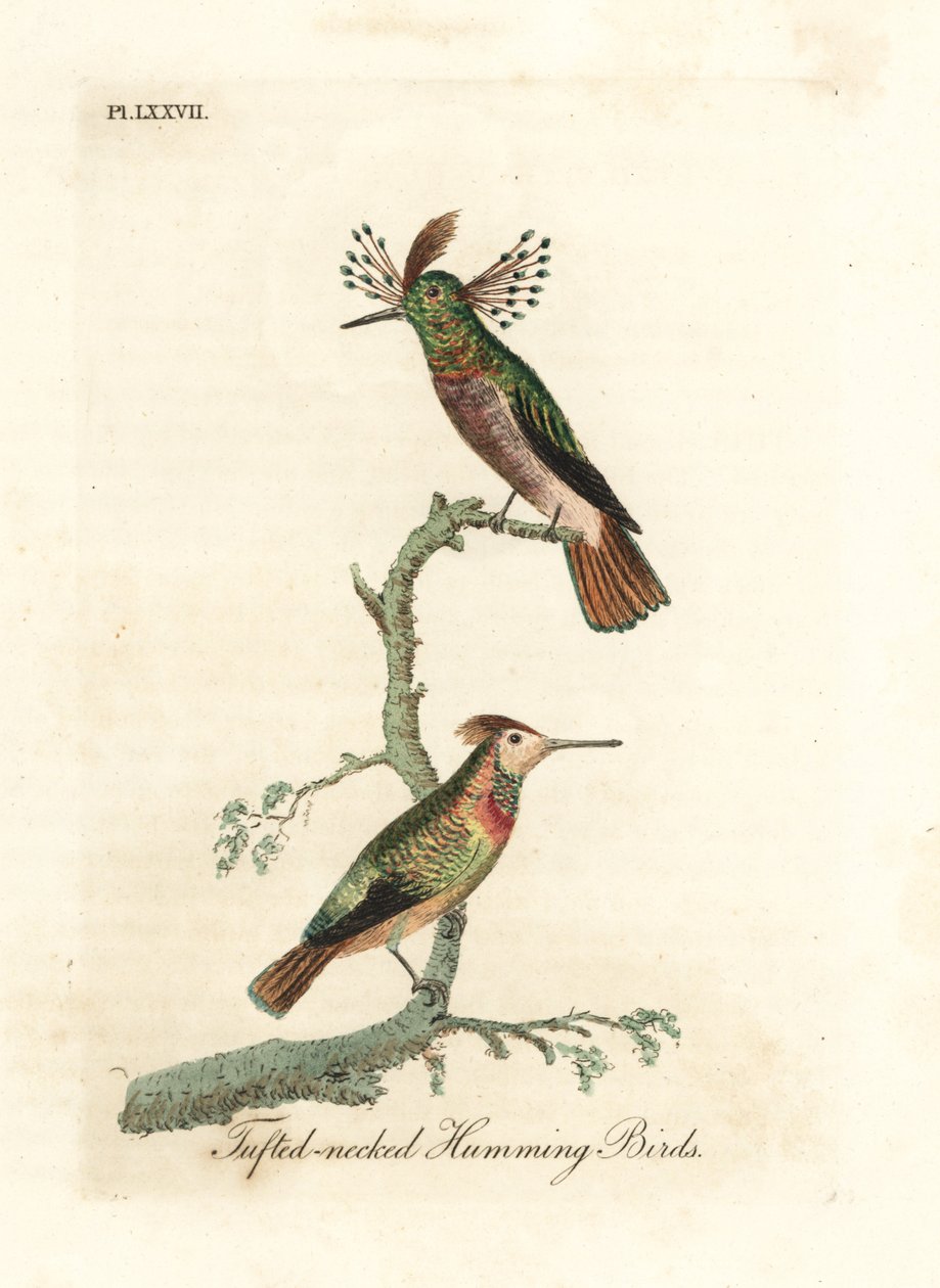 Galos adornados, Lophornis ornatus (colibris de pescoço tufado, Trochilus ornatus). Masculino e feminino. Placa de cobre colorida à mão desenhada e gravada por John Latham de sua própria A General History of Birds, Winchester de John Latham