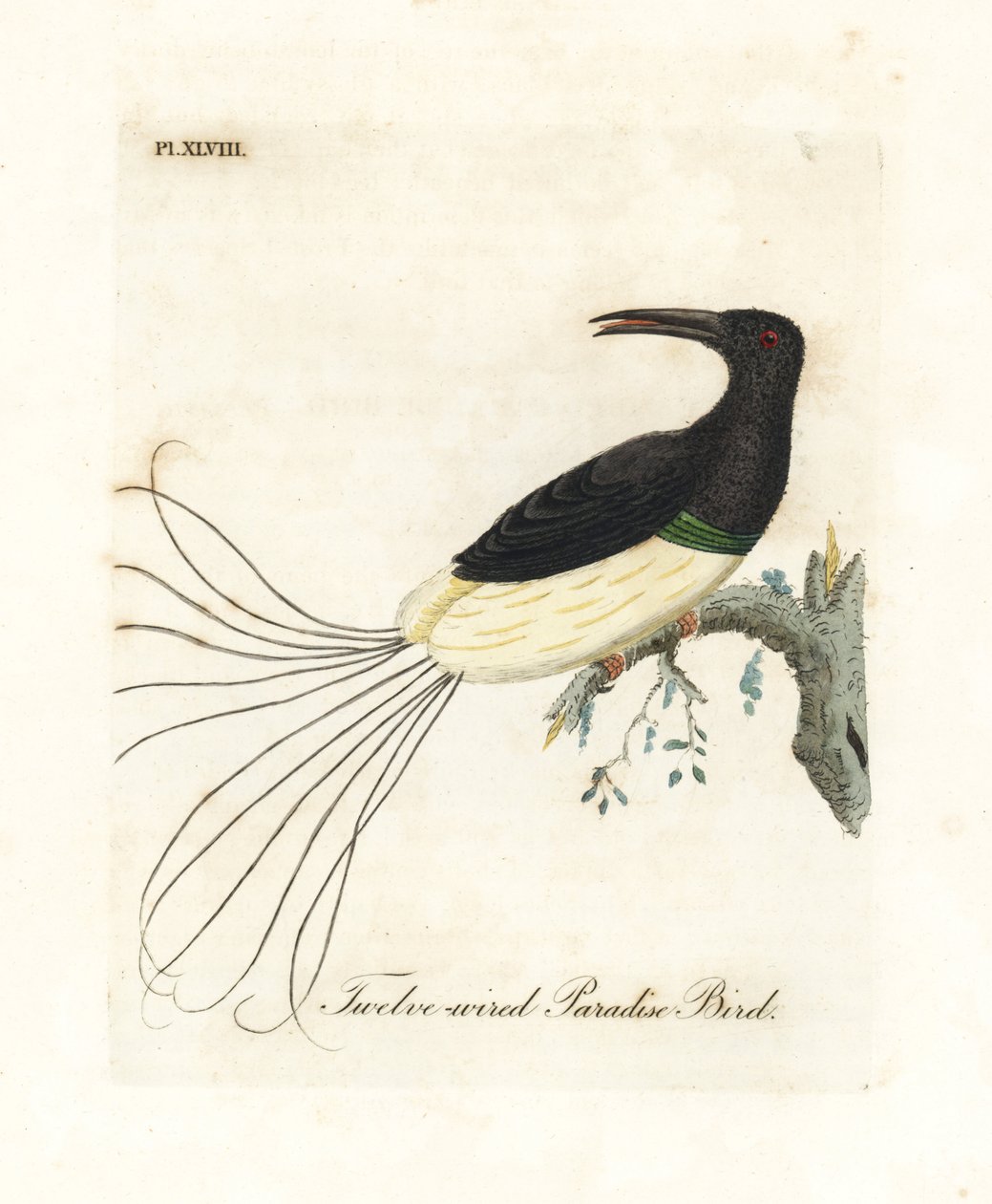 Ave-do-paraíso de doze fios, Seleucidis melanoleucus (Paradisea nigricans). Placa de cobre colorida à mão desenhada e gravada por John Latham de sua própria A General History of Birds, Winchester de John Latham