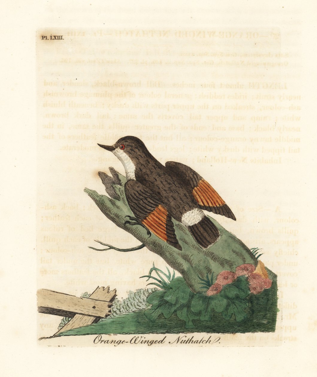 Sittela variada, Daphoenositta chrysoptera (nuthatch de asa laranja, Sitta chrysoptera). Placa de cobre colorida à mão desenhada e gravada por John Latham de sua própria A General History of Birds, Winchester de John Latham