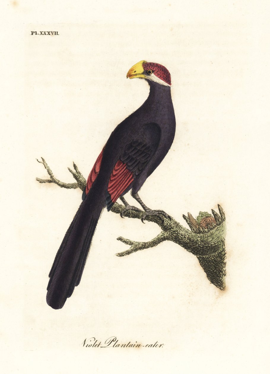Violeta turaco ou comedor de banana violáceo, Musophaga violacea. Placa de cobre colorida à mão desenhada e gravada por John Latham de sua própria A General History of Birds, Winchester de John Latham