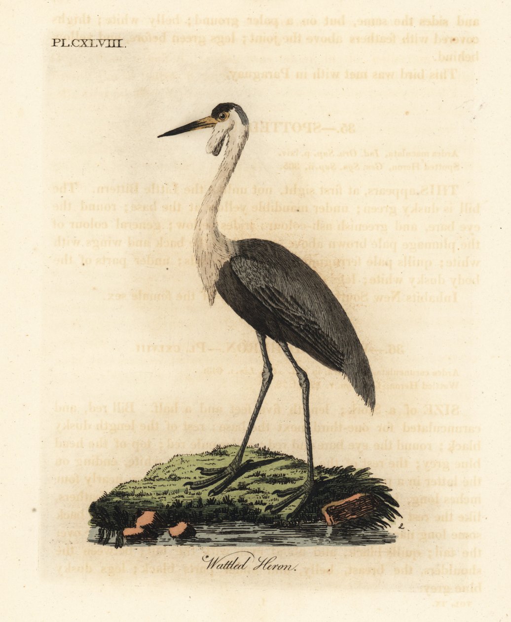 Crânio Wattled, Bugeranus carunculatus. Vulnerável. (Garça-real, Ardea carunculata.) Placa de cobre colorida à mão desenhada e gravada por John Latham de seu próprio A General History of Birds, Winchester de John Latham