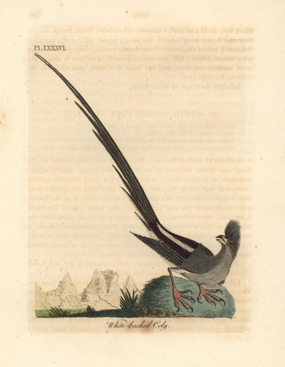 Ratinho-de-dorso-branco, Colius colius (coly-de-dorso-branco, Colius leuconotus). Placa de cobre colorida à mão desenhada e gravada por John Latham de sua própria A General History of Birds, Winchester de John Latham