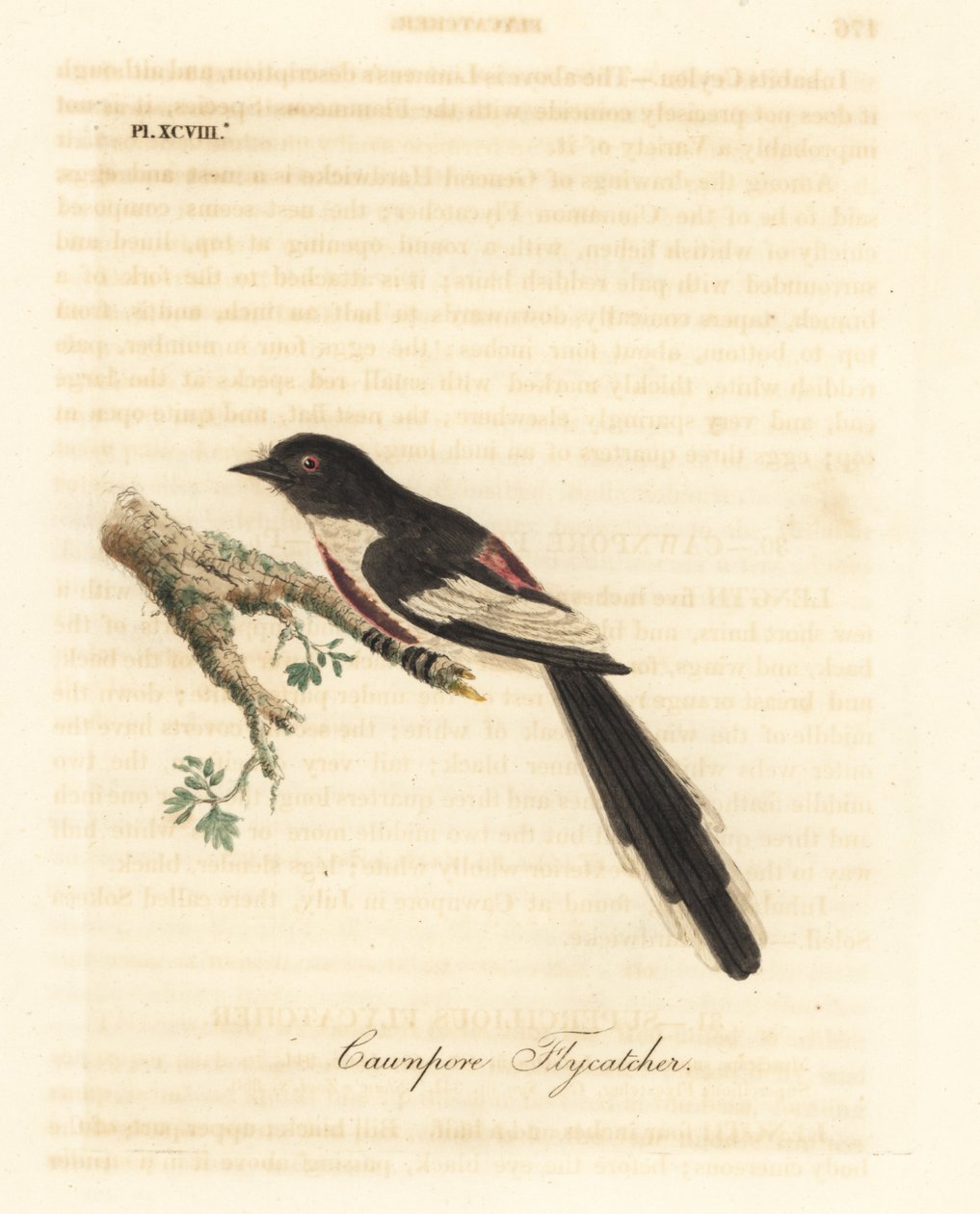 Minivet de barriga branca, Pericrocotus erythropygius (cawnpore flycatcher). Índia. Placa de cobre colorida à mão desenhada e gravada por John Latham de sua própria A General History of Birds, Winchester de John Latham
