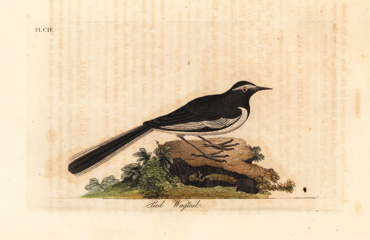 Alvéola-de-sobrancelha-branca, Alvéola de pés largos, Motacilla maderaspatensis. (Alvéola-pé da Índia). Placa de cobre colorida à mão desenhada e gravada por John Latham de sua própria A General History of Birds, Winchester de John Latham