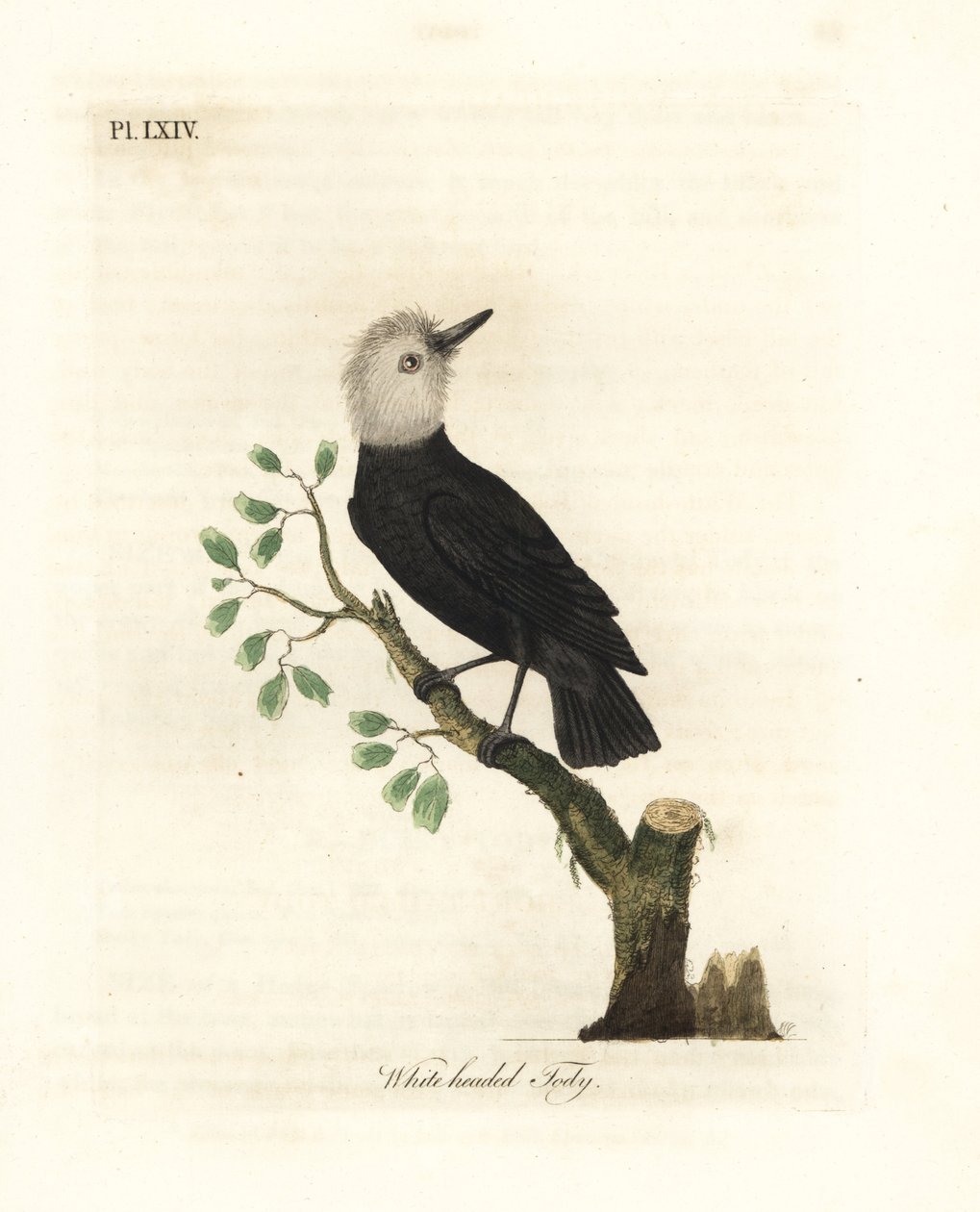 Tirano do pântano de cabeça branca, Arundinicola leucocephala (Tody de cabeça branca, Todus leucocephalus). Placa de cobre colorida à mão desenhada e gravada por John Latham de sua própria A General History of Birds, Winchester de John Latham