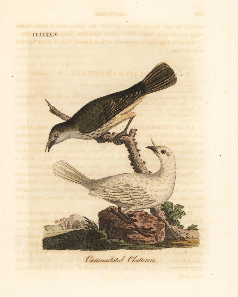 Campainha branca, Procnias albus, macho e fêmea (chatador carunculado, Ampelis carunculata). Placa de cobre colorida à mão desenhada e gravada por John Latham de sua própria A General History of Birds, Winchester de John Latham