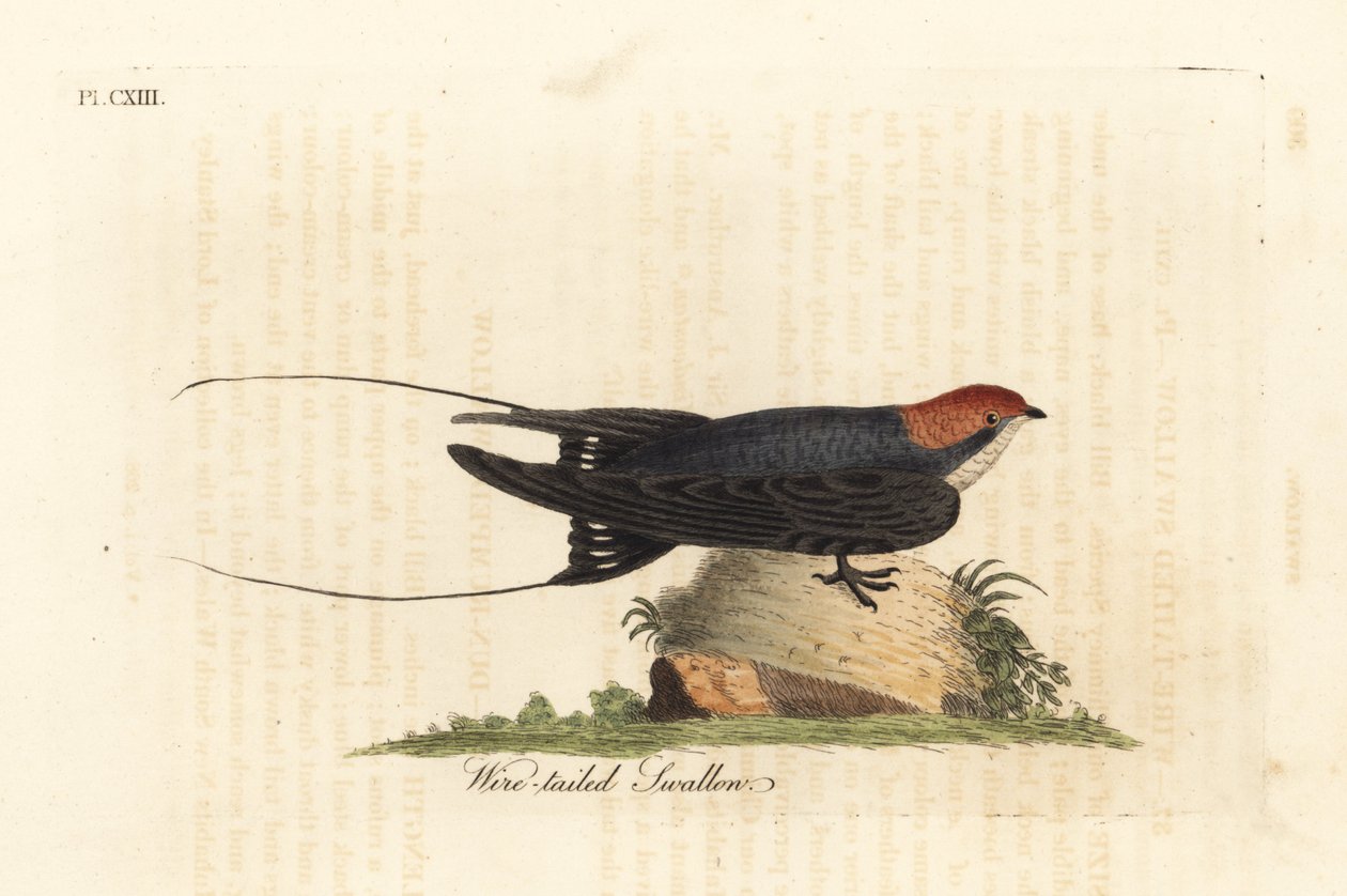 Andorinha de rabo de arame, Hirundo smithii. Placa de cobre colorida à mão desenhada e gravada por John Latham de sua própria A General History of Birds, Winchester de John Latham