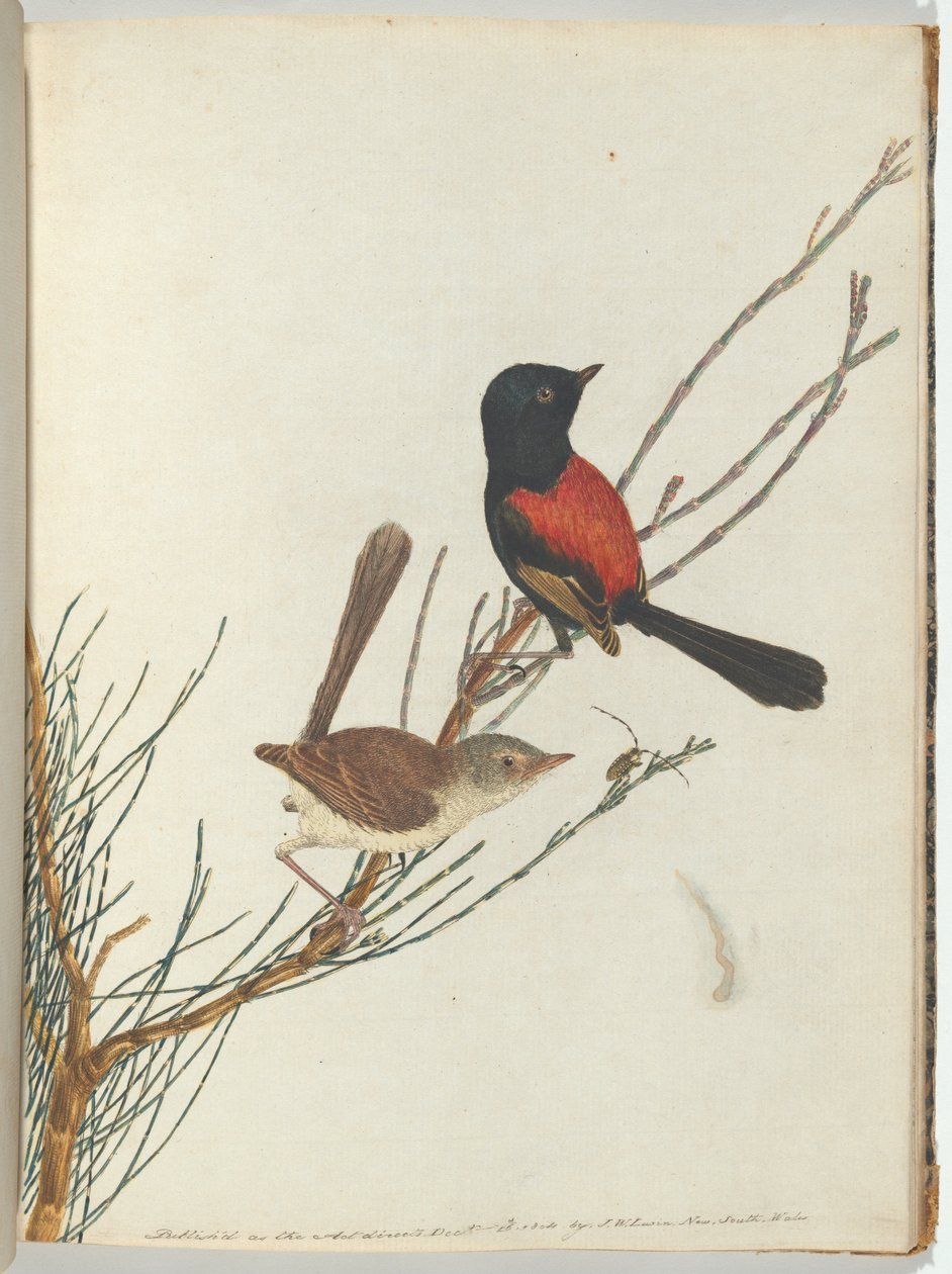 Toutinegra vermelha e vermelha. Lewis, John Aves de New South Wales com sua história natural. Sydney- G de John William Lewin