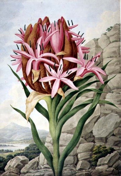 PD.757-1973 Spear Lily (Doryanthes excellsa) de John Lindley